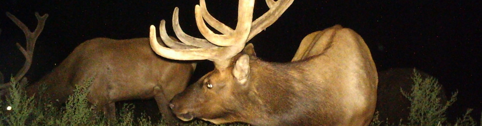 Upclose shot of a deer - Hunting at Heartland Pride Outfitters
